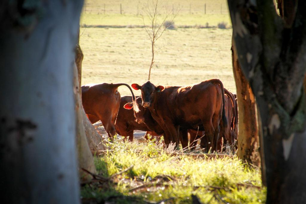Kweekkraal Guest Farm Villa Riversdale Dış mekan fotoğraf
