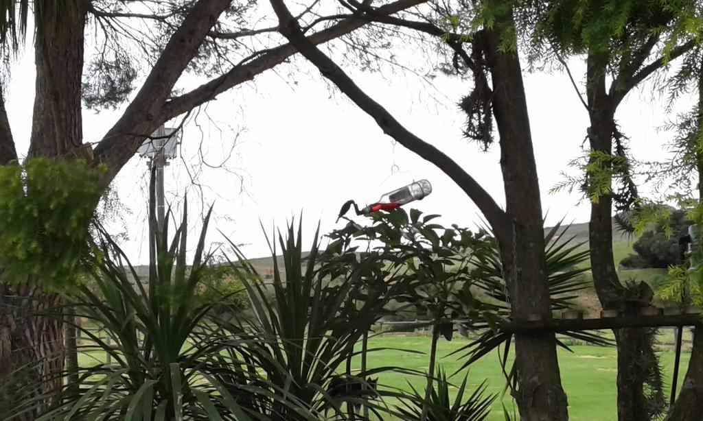 Kweekkraal Guest Farm Villa Riversdale Dış mekan fotoğraf